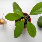 Plante tes noyaux!