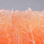 Tout sur le pamplemousse