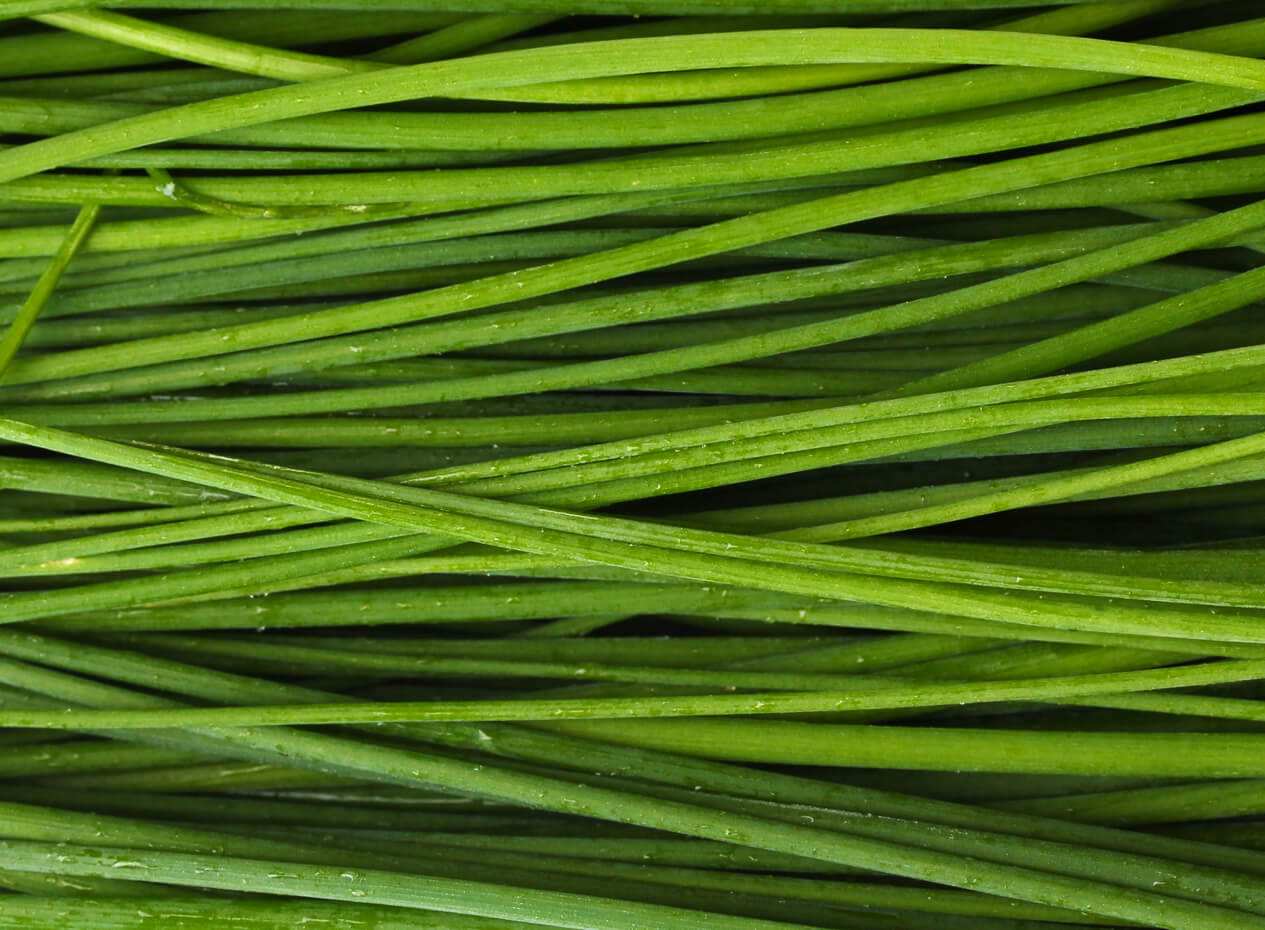 Ciboulette et herbes fraîches