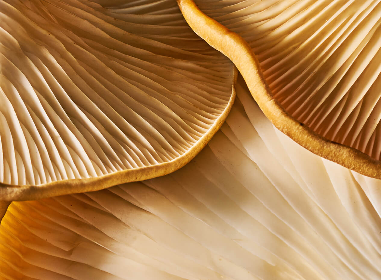 Les questions les plus demandées du Web sur les champignons