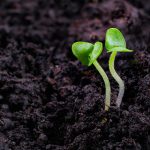 Comment faire des micropousses à la maison?
