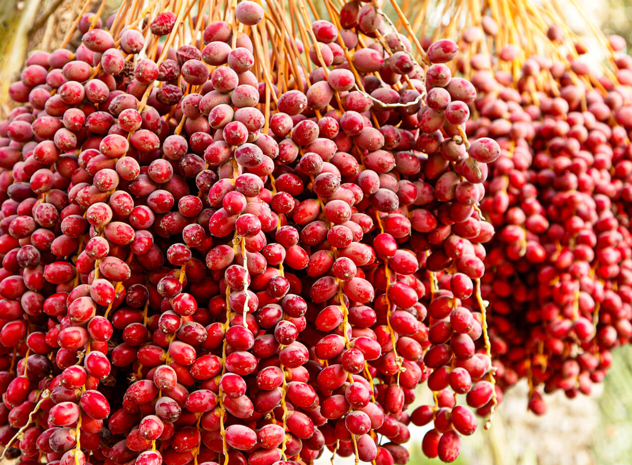 Dattes sur un dattier