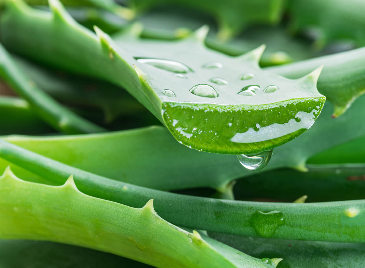 Comment faire du jus d'aloès?