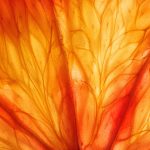 Les couleurs des agrumes, un mythe!