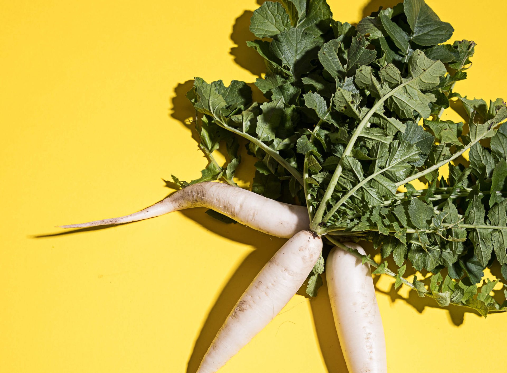 Tout sur le daikon
