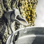 L’eau d’érable : un produit à découvrir!