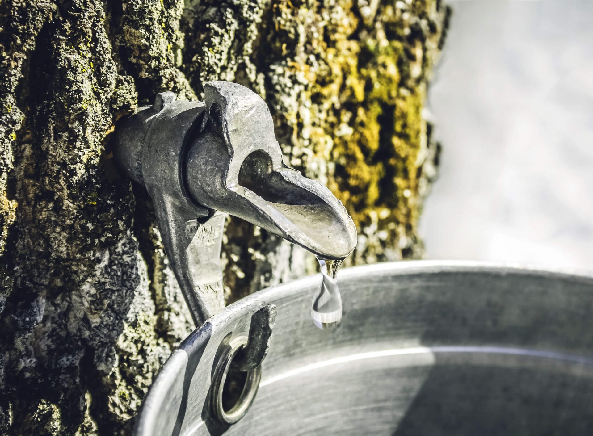 L’eau d’érable : un produit à découvrir!