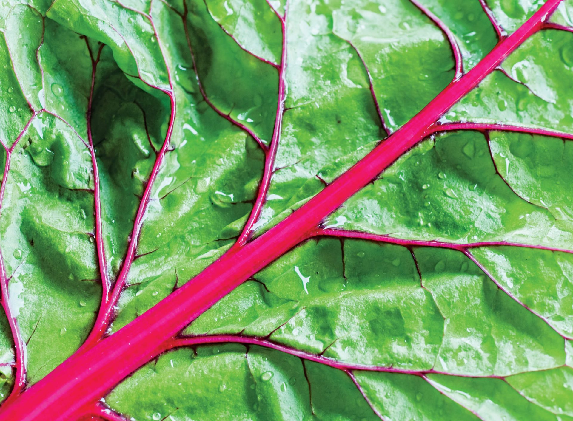 Salade au resto, un bon choix?