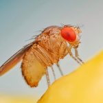 Les Mouches à Fruits : Comment t&rsquo;en Débarrasser?